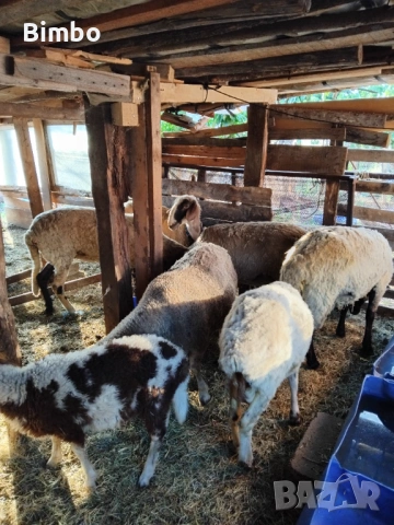 Продавам 3 агнета и 1 коч, снимка 5 - Овце - 54214856