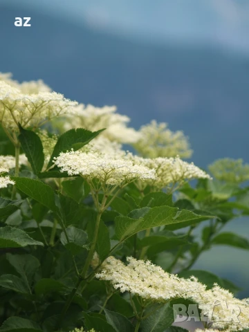 Бял бъз, снимка 2 - Други - 50716178