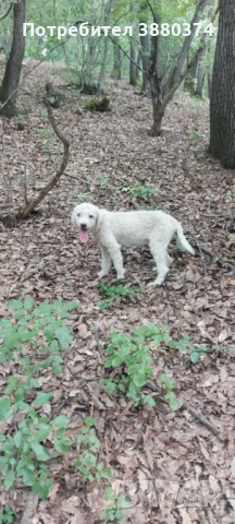 Продавам женско куче порода лаго , снимка 1