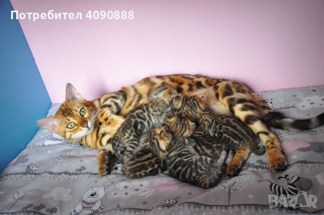 Бенгалски котета, снимка 14 - Други - 45635623