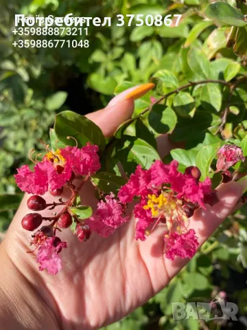 Lagerstroemia indica/Индийски люляк , снимка 2 - Градински цветя и растения - 46952694