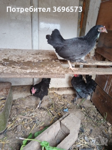 Продавам японски кокошки, снимка 2 - Кокошки и пуйки - 52591285