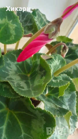 Циклама с едър цвят , снимка 9 - Стайни растения - 53539443