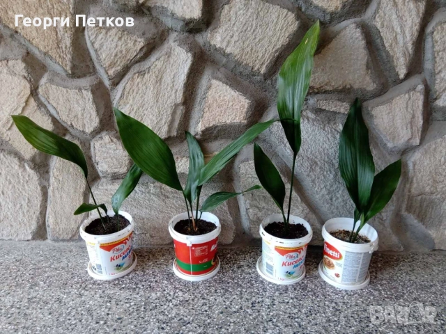 Семейно щастие (Аспидистра) - 7 €/бр., снимка 2 - Стайни растения - 53903139