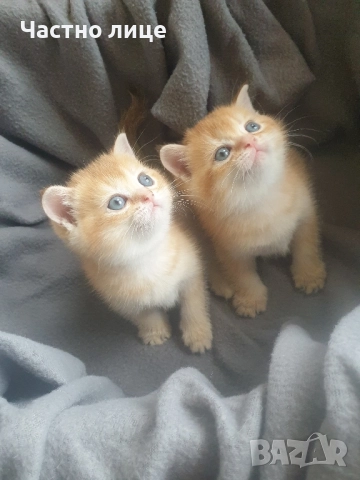 Шотландски котета златна чинчила