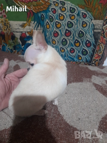 Продавам чихуахуа, снимка 6 - Чихуахуа - 52654005