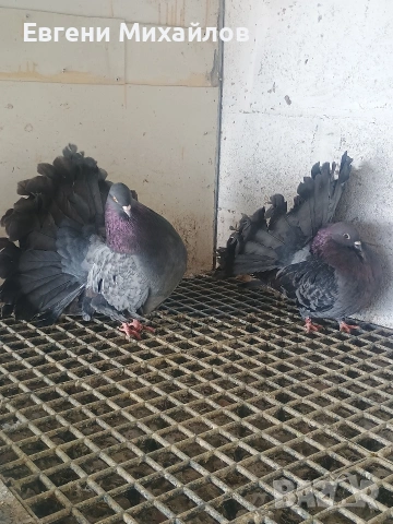 Фенерлии, снимка 3 - Гълъби - 53540276