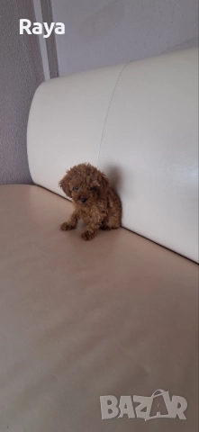  Той и мини пудели, снимка 10 - Пудели - 47042609