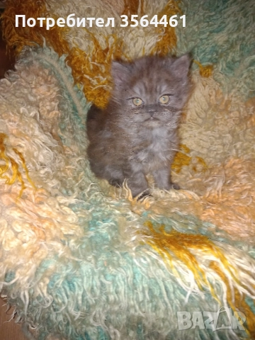 продавам персийско коте-мъжко, снимка 3 - Персийска - 52410928