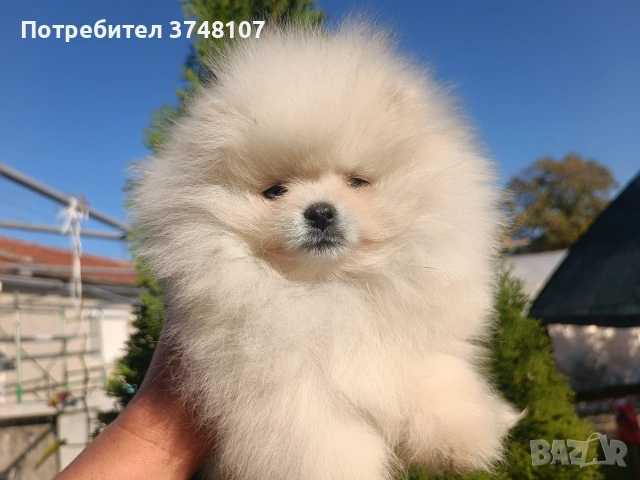 Померан/Померани, снимка 4 - Померан - 52920016