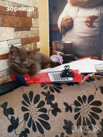 БРИТАНСКО КОТЕ, снимка 13 - Британска късокосместа - 53468415