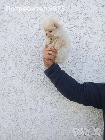 Продавам померан