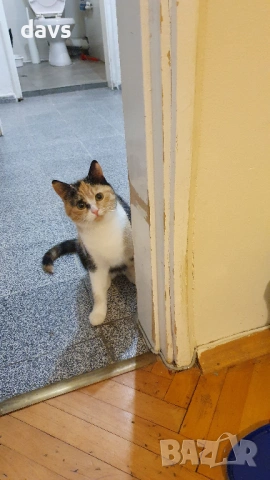 Приемен / постоянен Дом за трицветна принцеса, снимка 5 - Други - 53331402