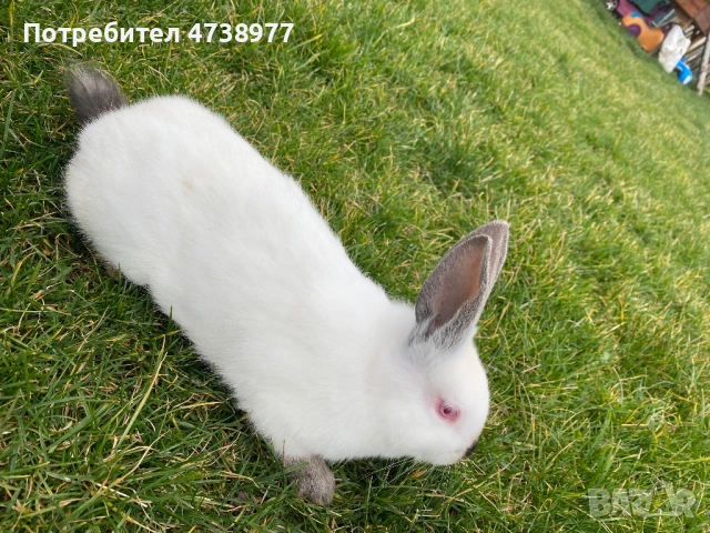 Зайци, снимка 7 - Други - 53782713