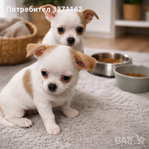  Момиче Чихуахуа