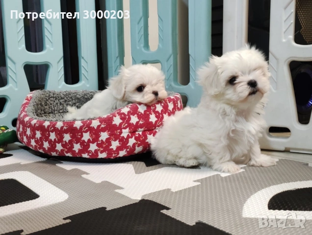 Малтийска болонка 