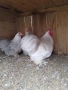 Кохин бантам, снимка 4