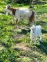 Продавам две кози и две ярета, снимка 1 - Кози - 45288163