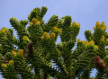 Фиданки от редки и екзотични дървесни видове. Араукария, Давидия, Валонски дъб, Черен орех..., снимка 13