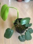Philodendron Golden Violin , снимка 2