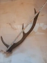 еленски рог , снимка 2