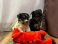 Мини йоркширски териерчета, снимка 2