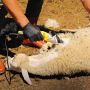 Машинка за постригване на овце стригане на овце, снимка 8