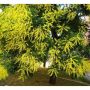 Китайски мехурник , дърво за градината , снимка 1 - Градински цветя и растения - 45255402
