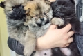 Малки померани , снимка 2