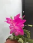 Коледниче/schlumbergera снимки от19.01.2025, снимка 6