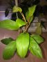 Philodendron Malay Gold 