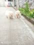 Продавам бяло кученцеЧау Чау, снимка 6