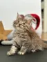 Мейн кун / Maine coon , снимка 4