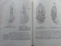 Анатомия на Човека-учебник записки - Т.Тодоров,И.Стоянов - 1979г., снимка 4