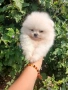 Померан мини момченце, снимка 5