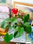 красиво стайно растение в саксия, снимка 1 - Стайни растения - 45451343