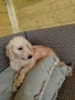 Мини пудел, снимка 3