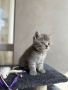 Очарователни породисти топки любов- британски късокосмести котенца, снимка 1 - Британска късокосместа - 46041988