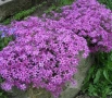 Флокс субулата (Phlox subulata) – пълзящ флокс, снимка 4