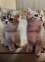 Британски котенца , снимка 2