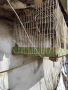 Клетка за пернати , снимка 4