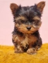Йоркширски Териер Мини , снимка 3