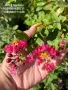 Lagerstroemia indica/Индийски люляк , снимка 2