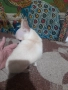 Продавам чихуахуа, снимка 6