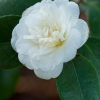 Камелия Нобилисима, Camellia japonica 'Nobilissima', снимка 1 - Градински цветя и растения - 45439717