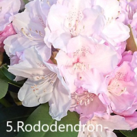 Рододендрон, снимка 4 - Градински цветя и растения - 40040589
