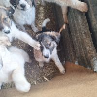 Българско овчарско куче, снимка 9 - Каракачанска овчарка - 45558672
