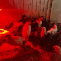 Пилета легхорн,Австралорп,катунски, снимка 2 - Кокошки и пуйки - 45127333