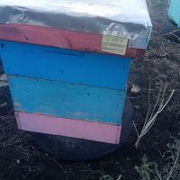 кошери магазини пчеларски инвентар, снимка 3 - За пчели - 45163767