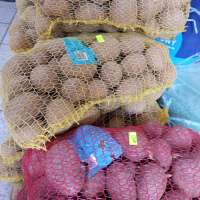 Холандски картофи за посев, снимка 1 - Други - 44937292